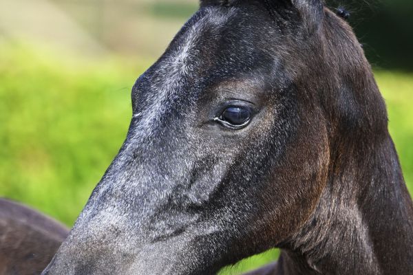 OTHELLO RB Z - Brother of 1.60m jumping BERLINO Z & bred out